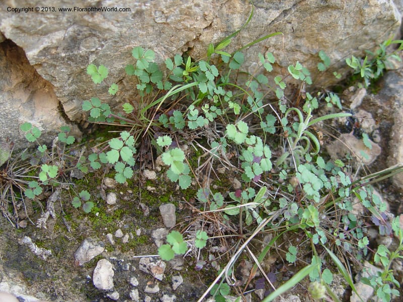 Sanguisorba verrucosa--Spain. Andalucia. E of Orgiva. Barranco de los Lobos. 1 (54).jpg