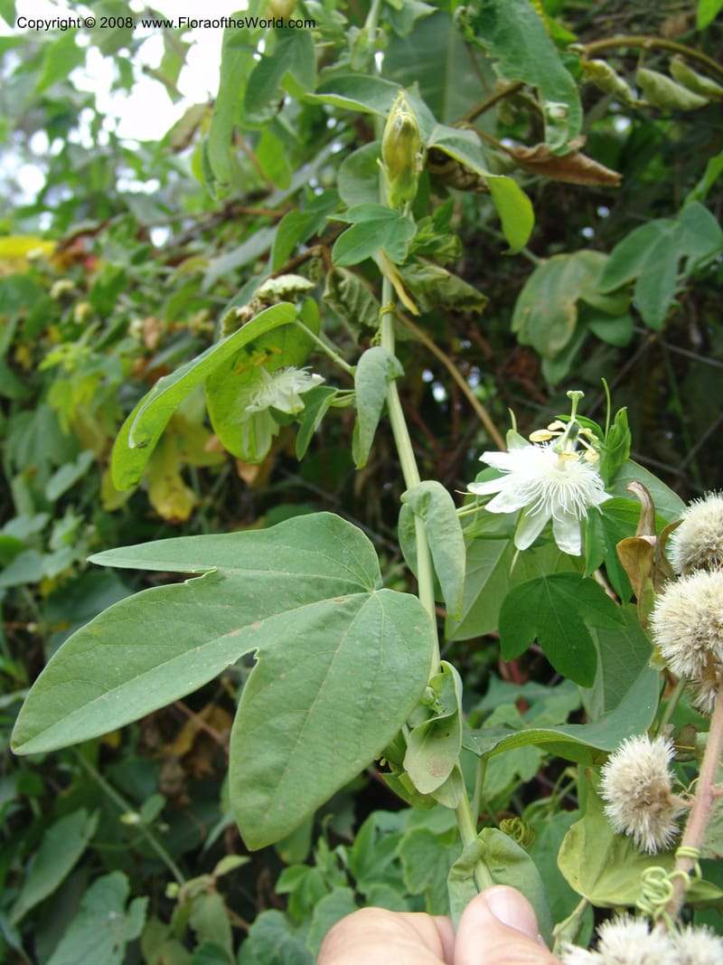 Passiflora--Kenya. Limuru. Brackenhurst Bot. Gard. 11 Jul 04. 059.jpg