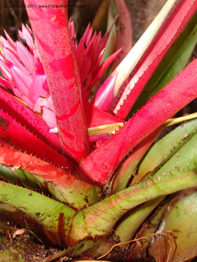 Aechmea, Neill 15921--Ecuador. Prv. Zam. Ch. C del Condor. Wawaime plot. 22 Sep 07. 418 (5).jpg