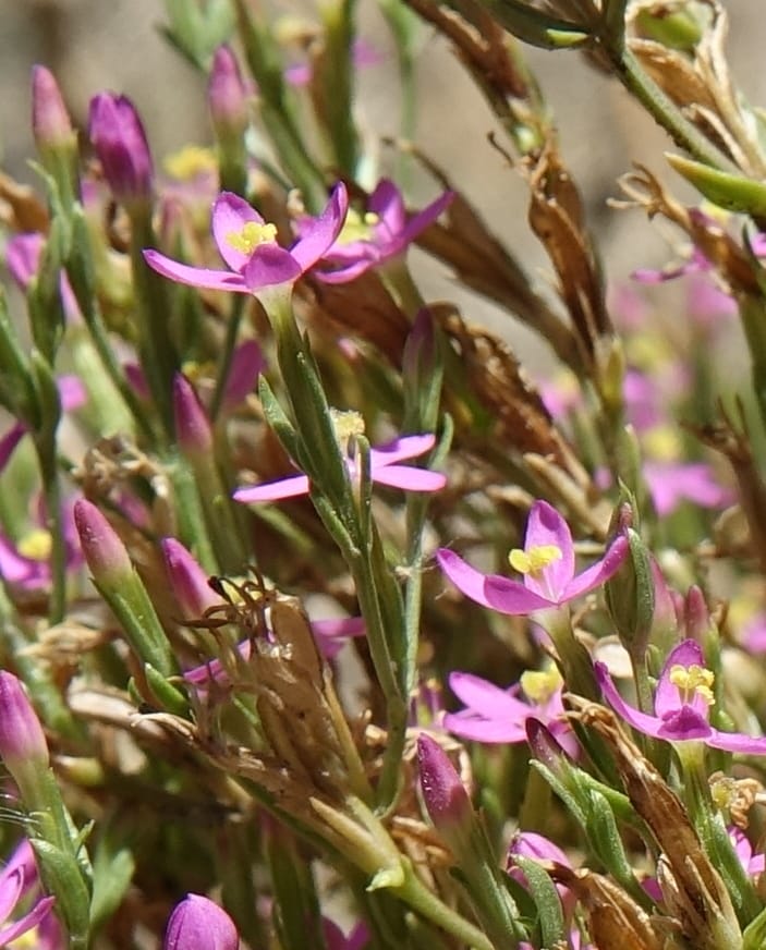 Centaurium pulchellum, Fortunato 13214--Argentina. Pedernal, Hwy 153. 10 Feb 2018. DSC00169 (39).JPG