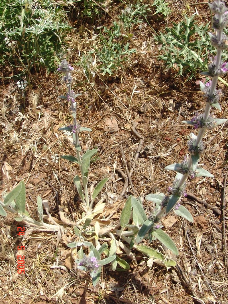 Stachys cretica--Crete. Ep. Apokoronos. Diktamos Gorge, ca. Stylos. 23 May 05. 026.jpg