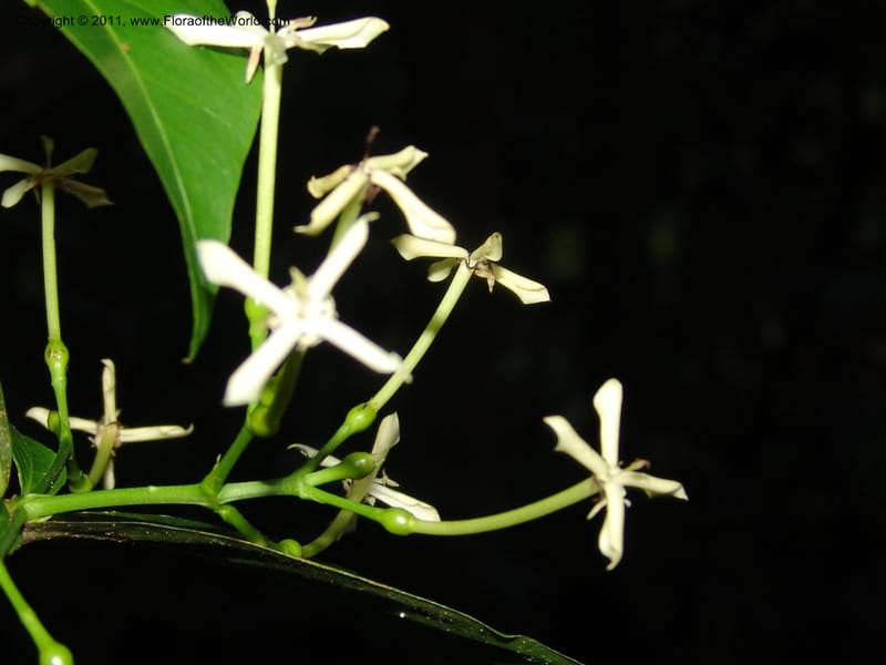 Ixora killipii, R. Vasquez  33087--Peru. Pillcopata. Qbda Sachavacayoc. 30 Oct 07. 644 (5).jpg
