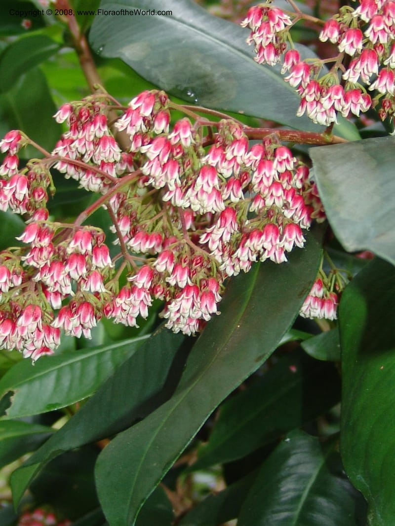 Parathesis--CA. San Francisco Botanical Garden (Strybing Arb.). 30 Mch 06. 179.jpg