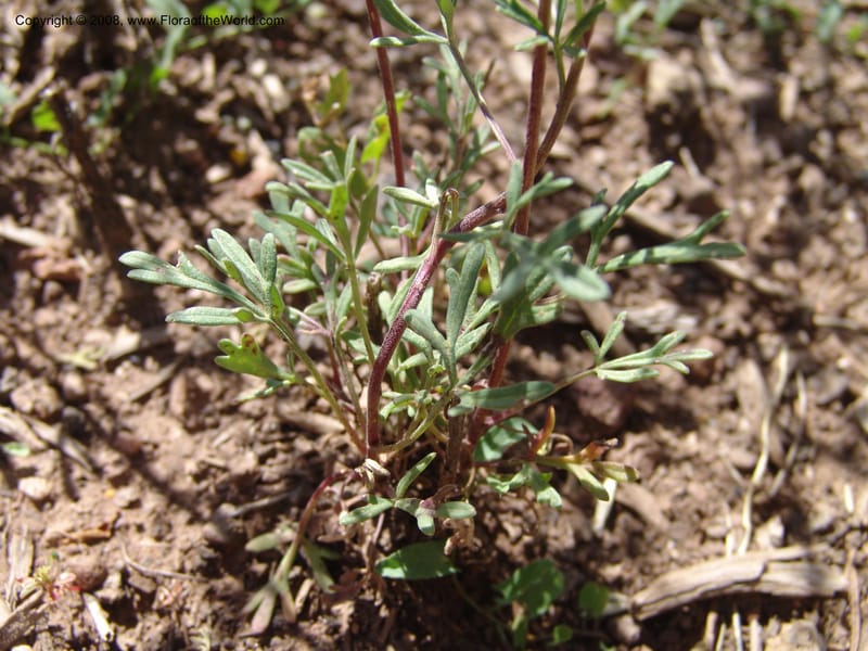 Bahia dissecta--AZ. Arboretum at Flagstaff. 3 Sep 04. 201.jpg