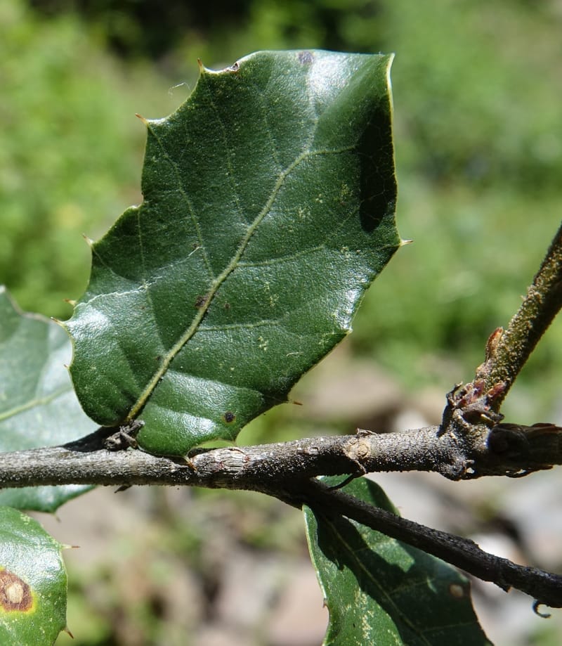 Quercus, C. Davidson 13762--China. Sichuan. Yibailingba-gou. 12 Aug 2017. DSC04660 (311).JPG