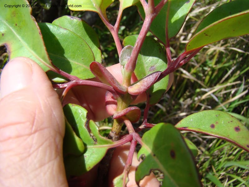 Geissois montana,  Munzinger, J 4773--New Caledonia, Prov N, Col d'Amoss,  14 Nov 2007, 051 (25).jpg