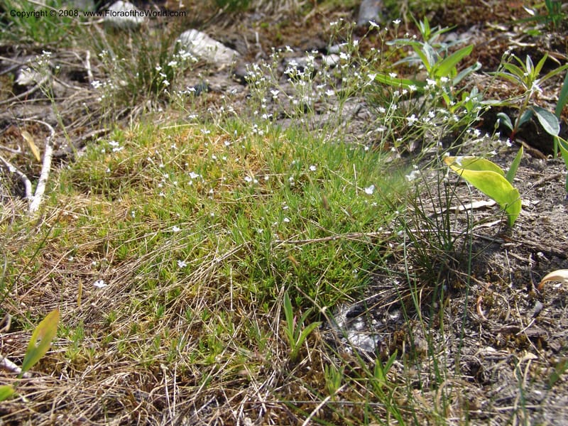 Arenaria congesta, CDavidson10978--ID. Idaho Co. Rocky slope S. of Josephine Lake.  25 Jul 06. 063.jpg