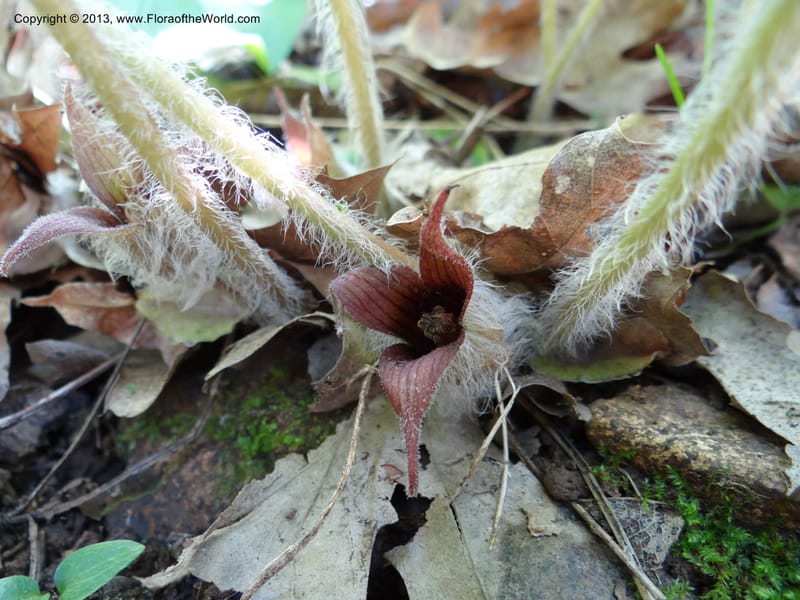 Asarum, Davidson, C 12133--Calif. Nevada Co. 19 Apr 2013. DSC03212 (2).JPG