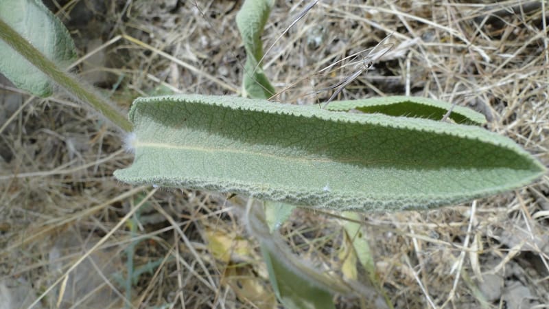 Phlomis rigida, A. G. Miller 118.A20--Iraq. Kurdistan. Shakh-i Pira Magun. 9 June 2010. 014 (11).jpg
