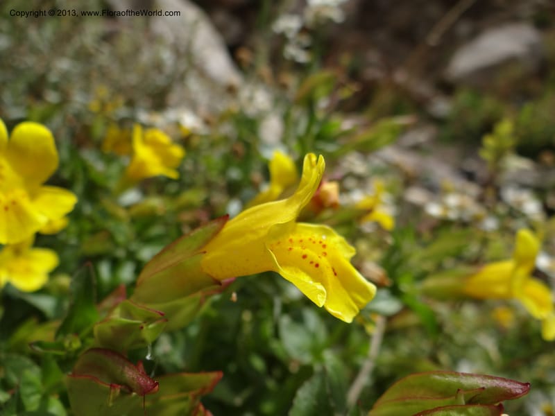 Mimulus, WDS 34226--Chile. Cta 115. 11.5 km W of La Laguna. 22 Feb 2013. DSC02736 (8).JPG