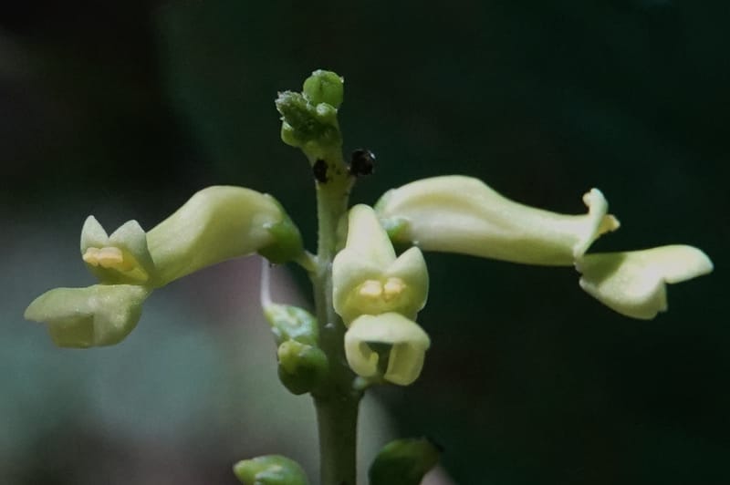 Thomandersia laurifolia, C. Davidson 13964--Gabon. Arb. Sibang. 5 Nov. 2018. DSC02235 (364).JPG