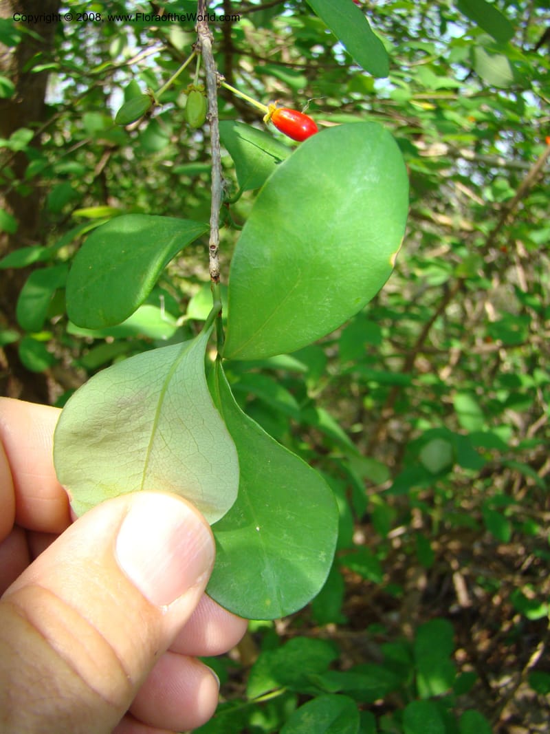 Erythroxylum havanense--Costa Rica. Guanac. Palo Verde Biol. Sta. 6-7 Apr 08. 055.jpg