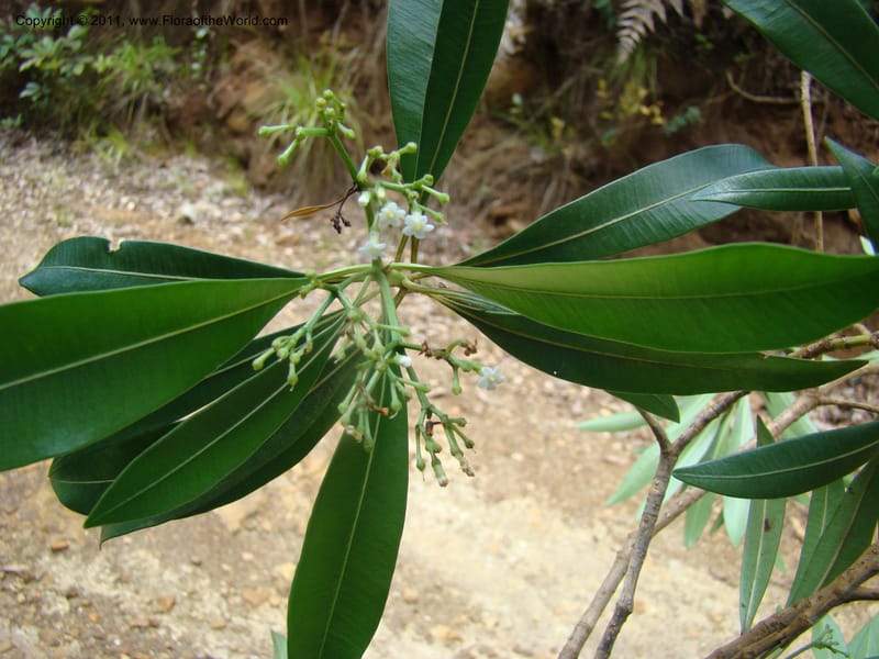 Rauvolfia semperflorens Munzinger, J 4677--New Caledonia, Province du Sud, Dumbea barrage,  11 Nov 2007 331 (13).jpg