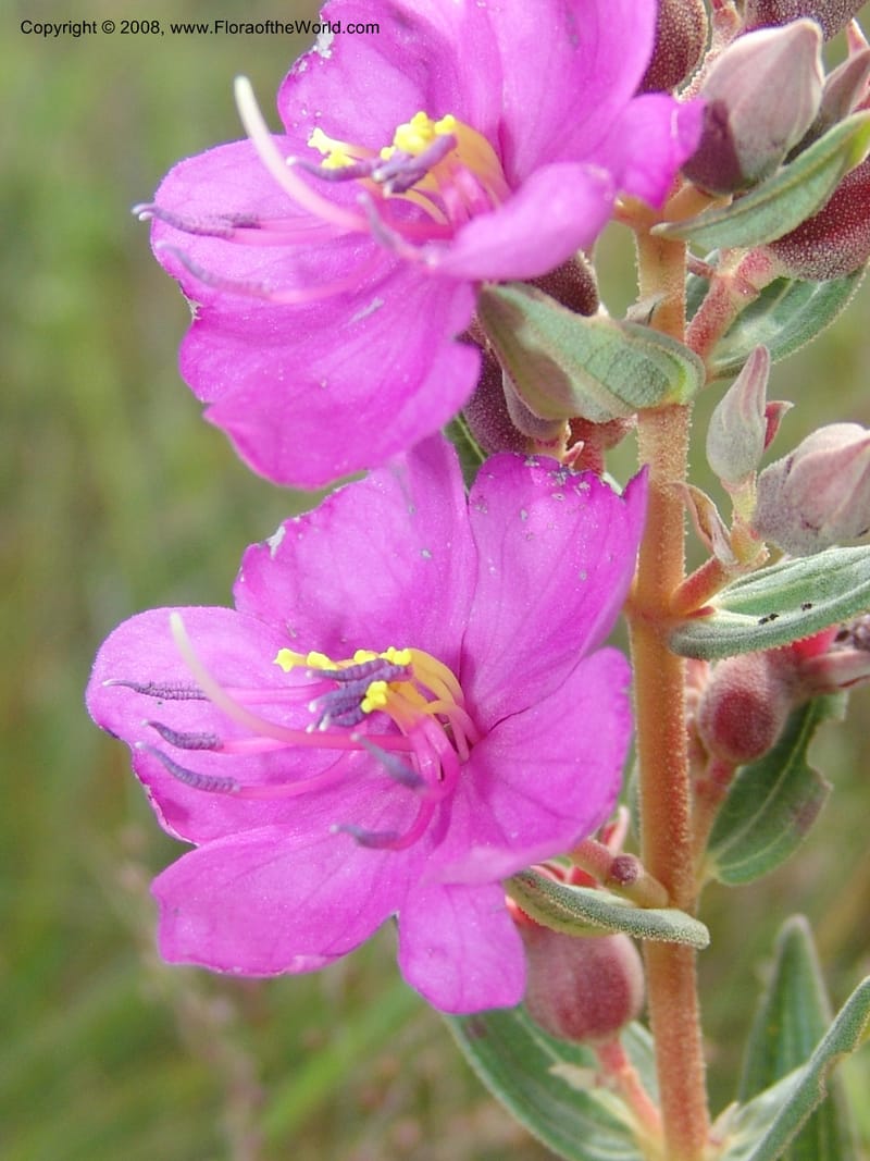 Dissotis canescens--So.Africa. E. Cape. Umtamvuna Nat. Res. 11 Mch 05. 194.jpg