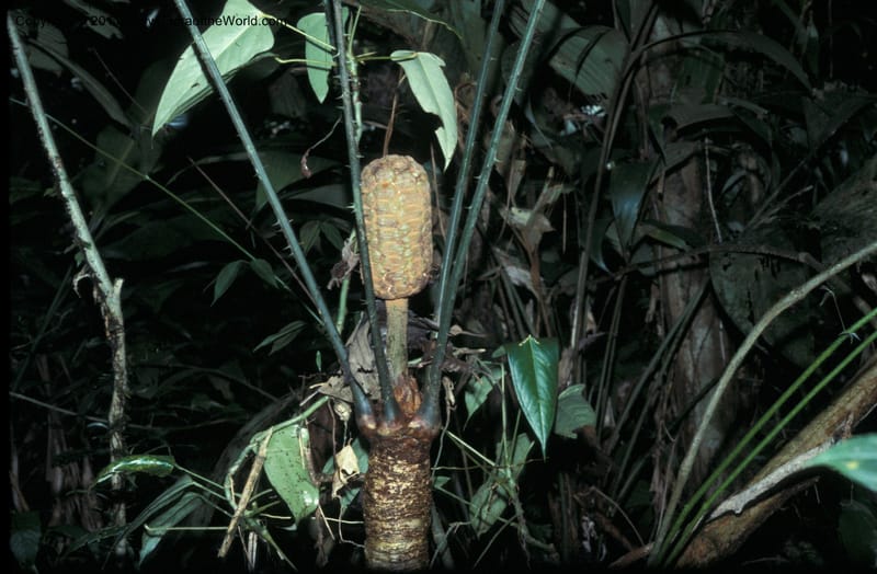 Zamia skinneri--Costa Rica. Limon. Hda. Tapezco-La Suerte. CDavidson 6904. 1978.  001b.JPG
