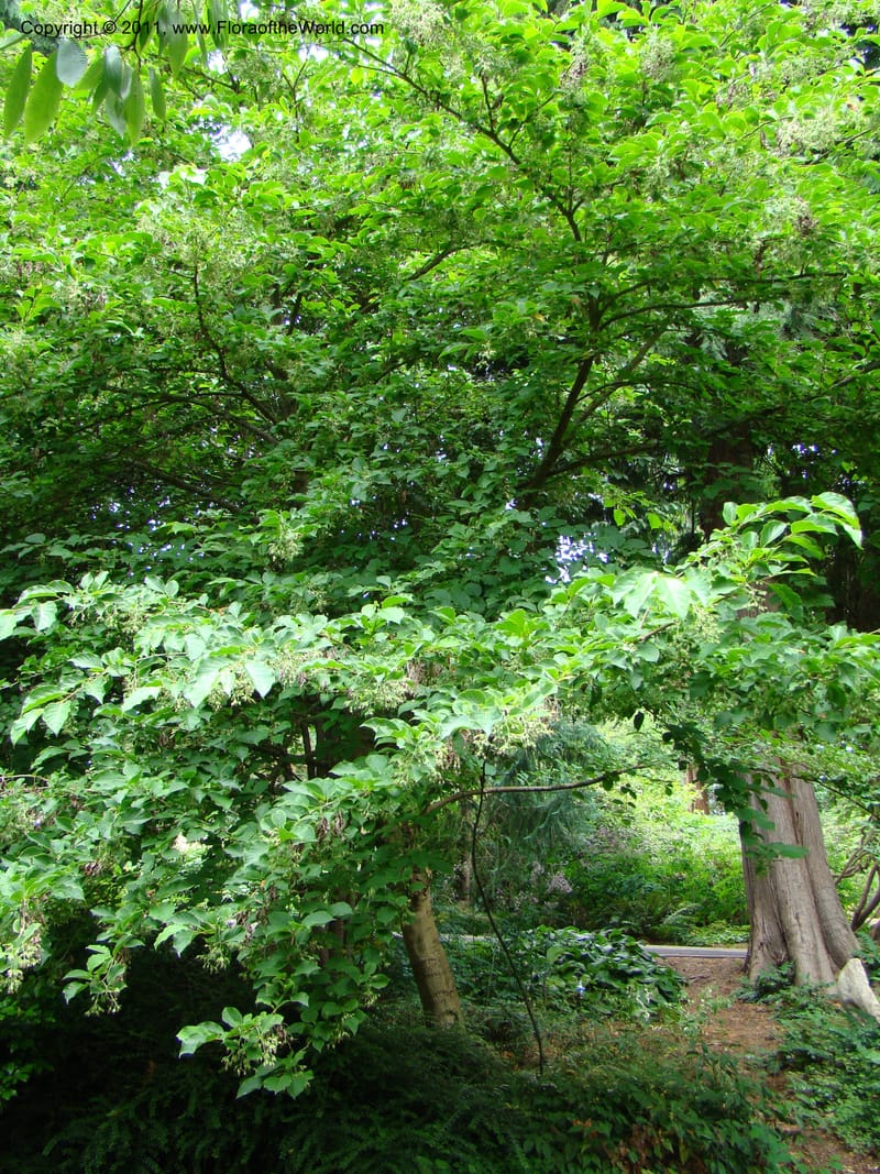 Pterostyrax corymbosa, 24385-0348-1985--Canada. BC. Univ. BC Bot. Garden. 27 Jul 08. 171.jpg
