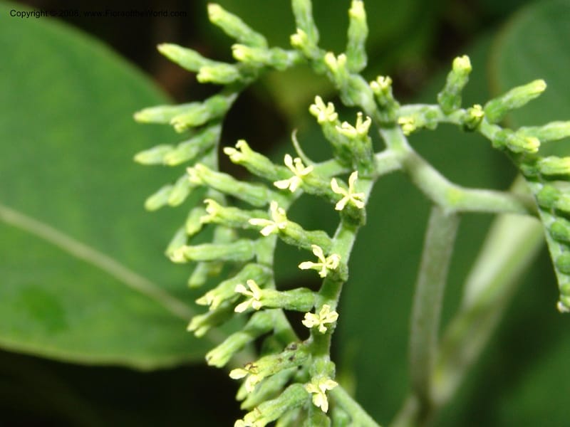 Tournefortia acutiflora--CA. San Francisco Botanical Garden (Strybing Arb.). 30 Mch 06. 155.jpg