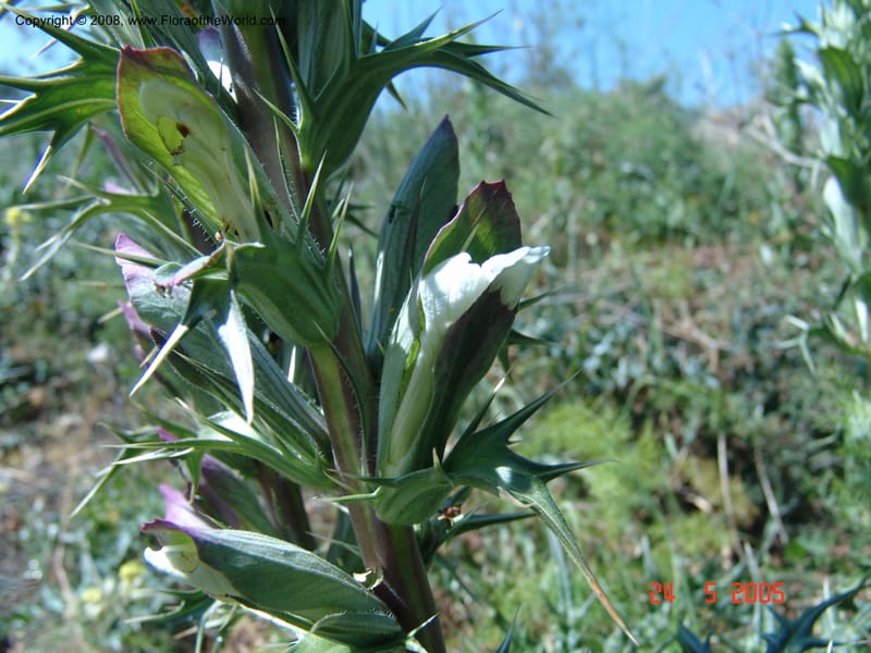 Acanthus spinosus--Crete. Ep. Apokoronos. Aptera. 23 May 05. 069.jpg