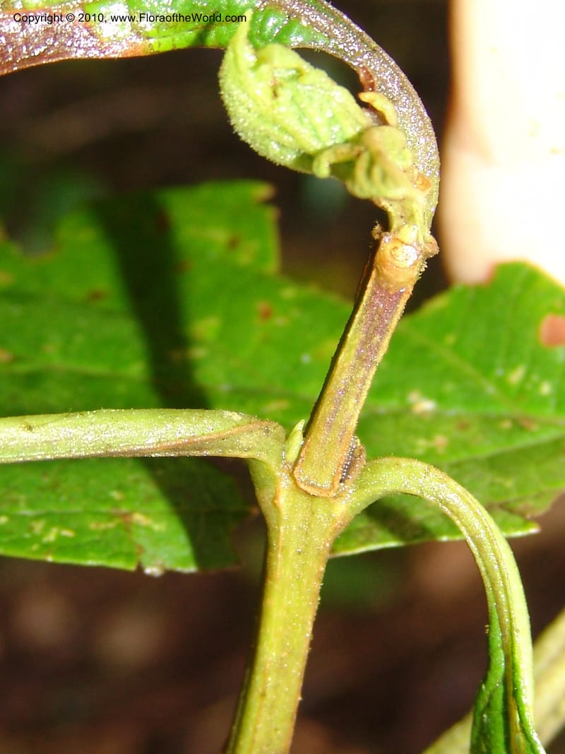 Cornutia pyramidata, Croat 95938--Ecuador. Edo. Pichincha. Bosque Nublado Sta. Lucia. 14 Mar 06. 162 (8).jpg