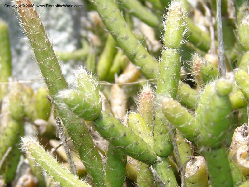 Rhipsalis baccifera--So.Africa. E. Cape. Umtamvuna Nat. Res. 11 Mch 05. 129.jpg