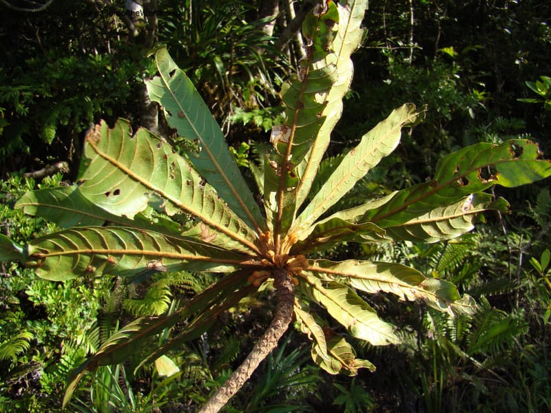 Beccariella rubicunda, JMunzinger x--New Caledonia. Mandjelia. 13 Nov 07. 246.jpg