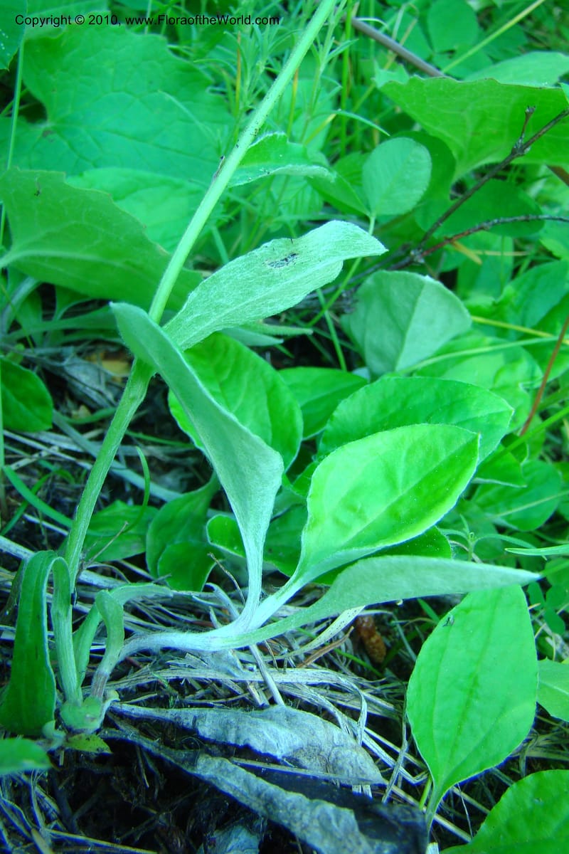 Antennaria racemosa, C. Davidson 11373--Idaho. Idaho Co. Salmon River. Polly Bemis Ranch. 27 May 2009. 095.jpg