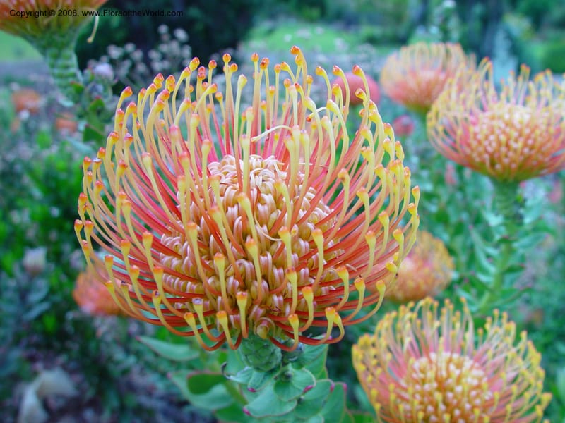 Leucospermum--So. Africa. Cape Province. Kirstenbosch Bot. Gard. 20 Nov 02. 060.jpg