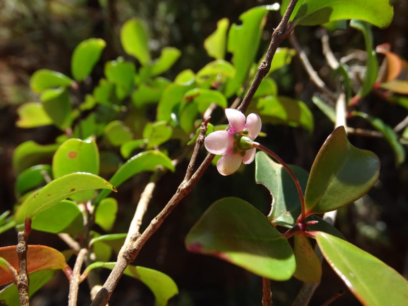 Archirhodomyrtus, Callmander, M 1272--New Caledonia. PinPin. 20 Nov 2015. DSC03938 (235).JPG