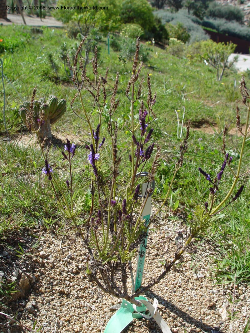 Lavandula canariensis, 2003.0424--Spain. Barcelona Botanic Garden. 21 Apr 04. 189.jpg