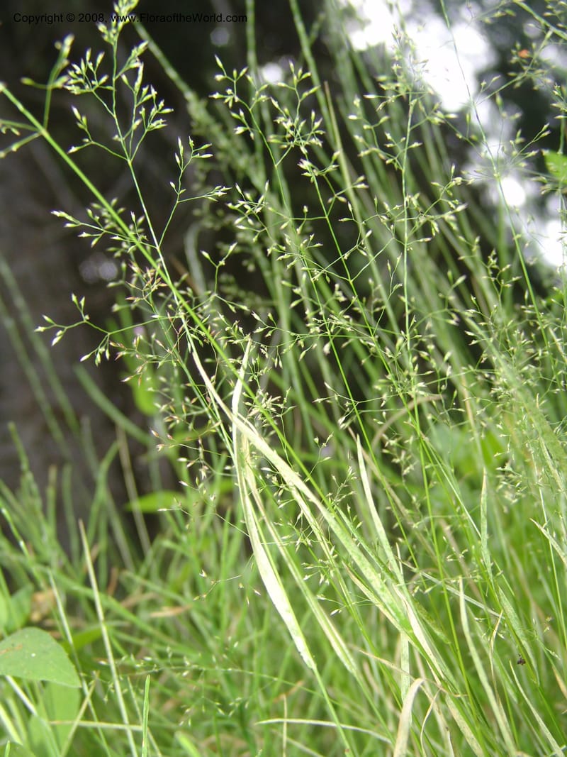 Agrostis scabra, CDavidson11119--ID. Adams Co. For. Serv. Rd. 453, to Goose Lk. 20 Jul 07. 239.jpg