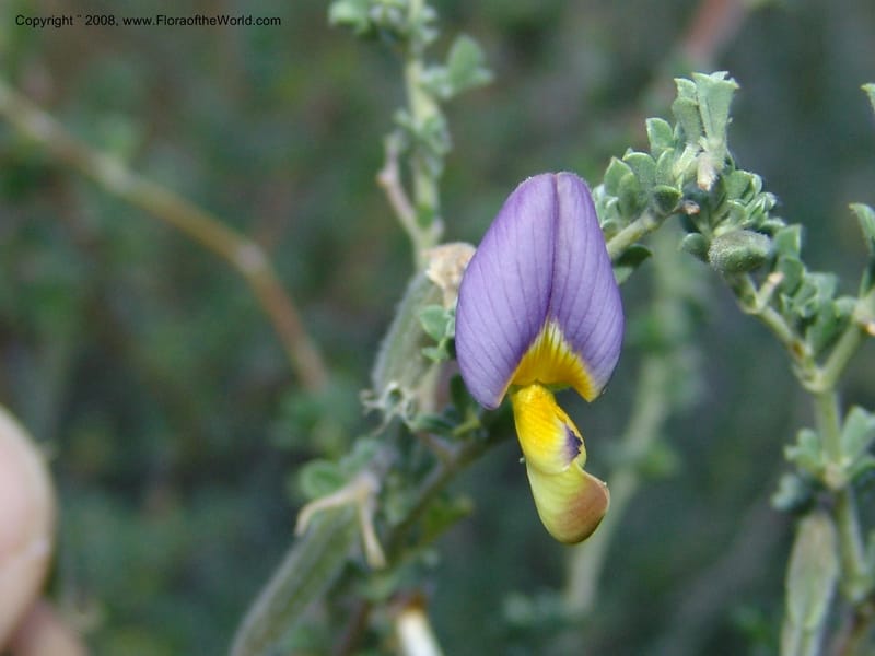 Lotononis sericophylla--So.Africa. E. Cape. Joubert's Pass, SE of Lady Gray. 9 Mch 05. 279.jpg