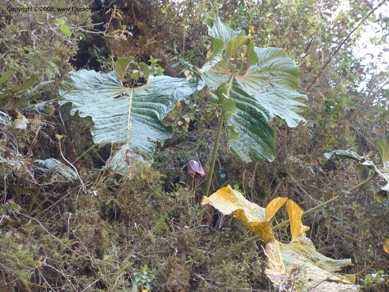 Anthurium gualeanum, Croat93239--Ecuador. Prov. Pichincha. Old hwy Quito to Sto. Domingo.   12 Aug 04. 028.jpg