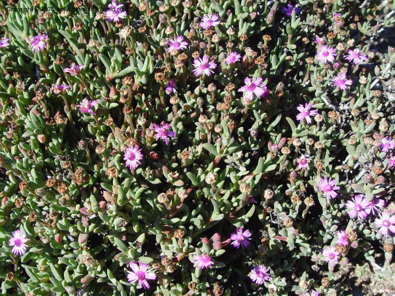 Ruschia caroli, 95.0896--CA. UC Berkeley Bot. Gard. 10 Feb 04. 004.jpg