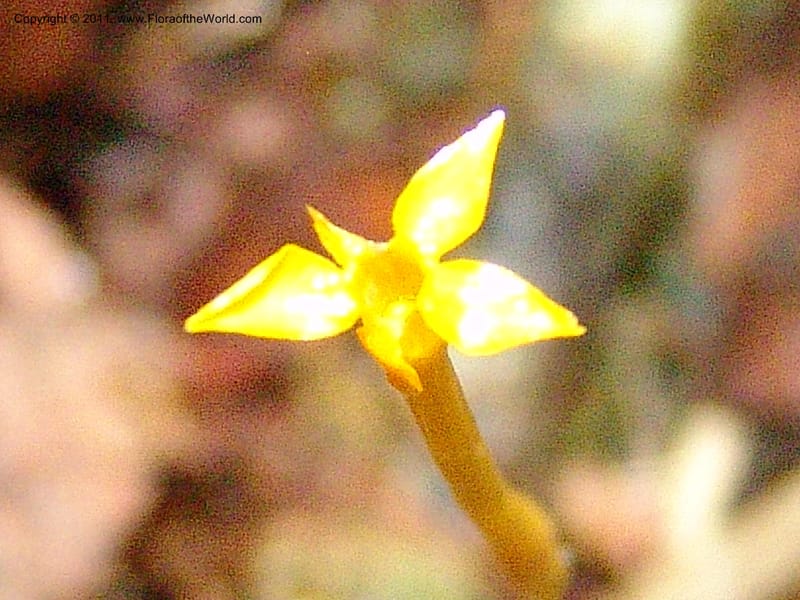 Voyria, RVasquez31547--Peru. Prov. Oxa. Estac. Paujil. Send. El Mirador. 16 Oct 06. 245.jpg