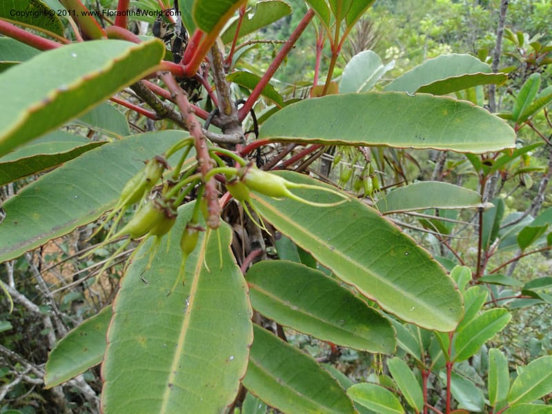 Cunonia macrophylla, not coll.--New Caledonia. Mont Koghis. 18 Jan 2010. 531 (9).JPG