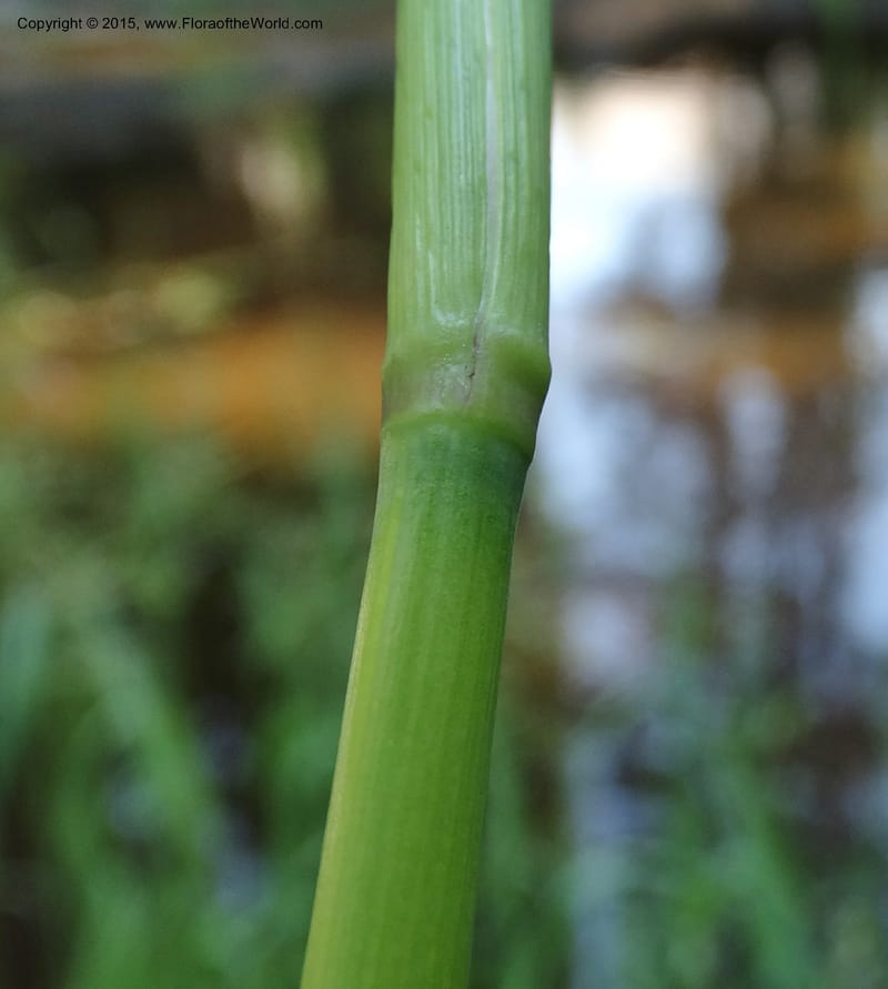 Torreyochloa pallida var. pauciflora, Davidson, C 12609--Idaho. Valley Co. Payette Lake. Sylvan Cr. 20 Jul 2014. DSC00669 (55).JPG