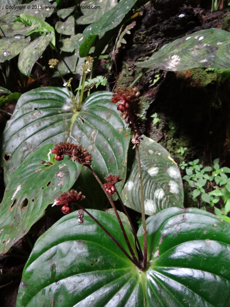 Monophyllaea horsfieldii, S.98860--Sarawak. Fairy Cave. 27 Mar 2012. DSC05628 (5).JPG
