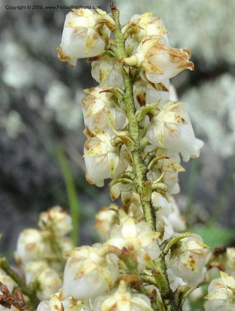 Pieris floribunda, Davidson, C 12956--North Carolina. Trans. Co. Devil's Courthouse View. 12 May 2015. DSC04151 (20).JPG