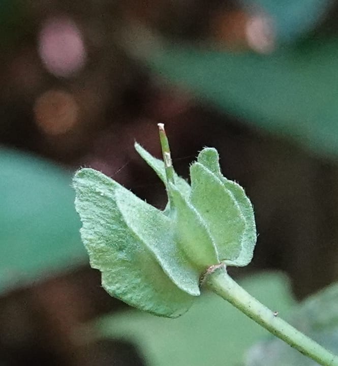 Poggea alata, C. Davidson 13956--Gabon. Arb. Sibang. 5 Nov. 2018. DSC02235 (41).JPG