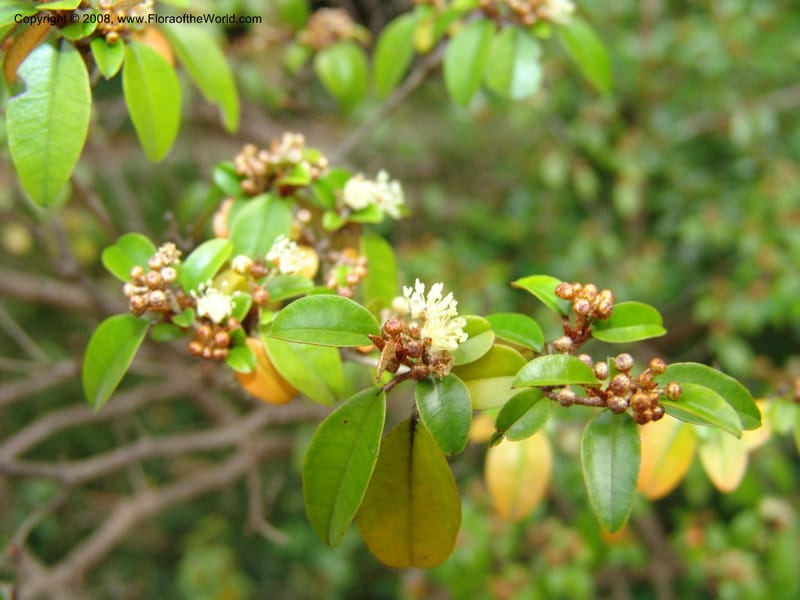 Croton pseudopulchellus--So. Africa. Durban Bot. Garden. 14 Mch 05. 158.jpg