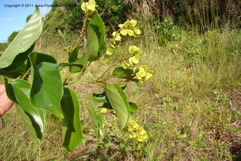 Gouania myriocarpa, Razafindraibe 210--Madagascar. Prov. Fianarantsoa. RN 12. 14 Jan 09. 285 (7).jpg