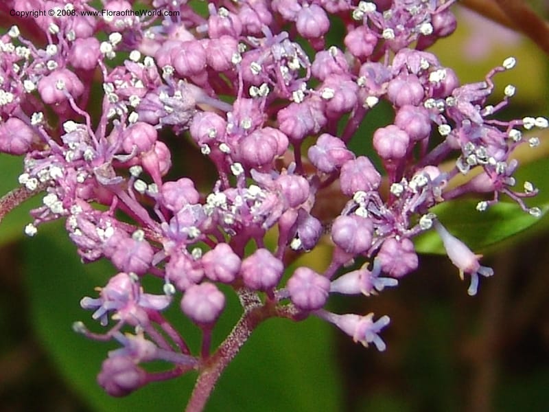 Hydrangea serrata, 97.0229--CA. UC Berkeley Bot. Garden. 8 Dec 06. 119.jpg