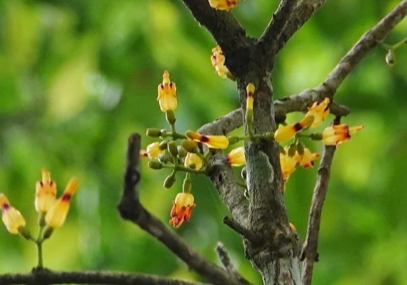 Macrosolen cochinchinensis, D. Boufford 44099--China. Yunnan. Lao jun Shan. 30 Apr 2018. DSC00424 (641).JPG