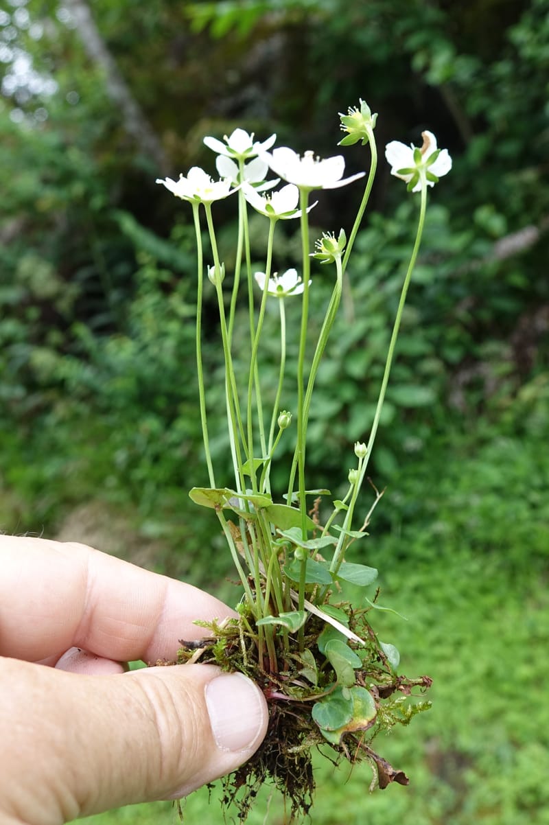 Parnassia palustris, Tseng Yu-Hsin 1316--Taiwan. SW of Nanshan on highway 7. 20 May 2016. DSC03339 (44).JPG
