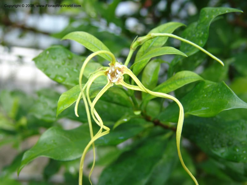 Strophanthus gratus--France. Nancy. Jard. Bot. Montet. 2 May 05. 046.jpg