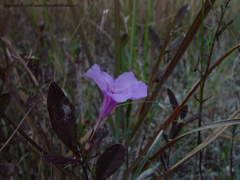 Ruellia succulenta--FL.  Miami-Dade Co. Everglades Nat. Pk. Long Pine Key Trail. 15 Jan 03. 070.jpg