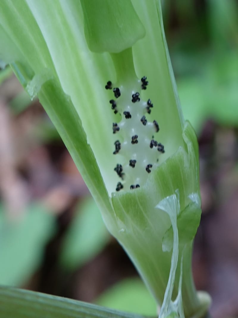 Arisaema amurense var. robustum--Japan. Niigata. Sasagamine. Yu Memidaira. Forest Therapy Trail. 28 May 2016. DSC04970 (3).JPG