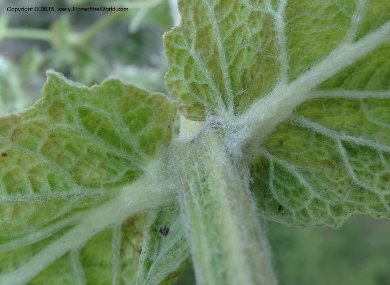Salvia aethiopis, Davidson, C 12603--ID. Idaho Co. Goff Bridge on Hwy 95 N of Riggins. 16 Jul 2014. DSC00481 (105).JPG