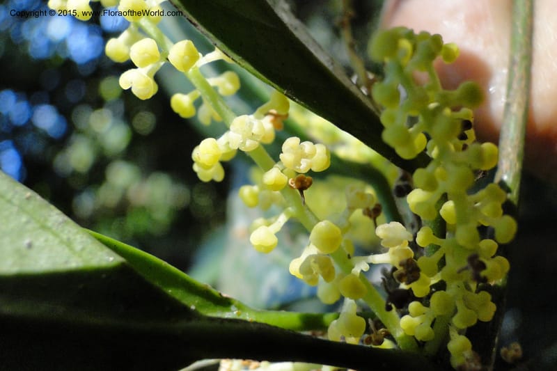 Chionanthus, Regalado 1840--Viet Nam. Bach Maa. 9 May 2011. 133 (3).jpg