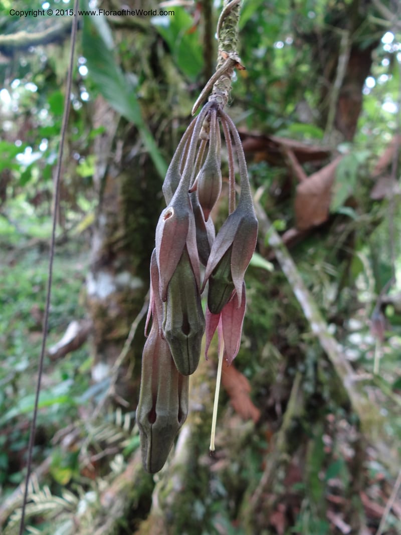 Merinthopodium neuranthum, Hammel 26105--Costa Rica. Road into Ranchos Tinamu. 3 Mar 2012. DSC03548 (96).JPG